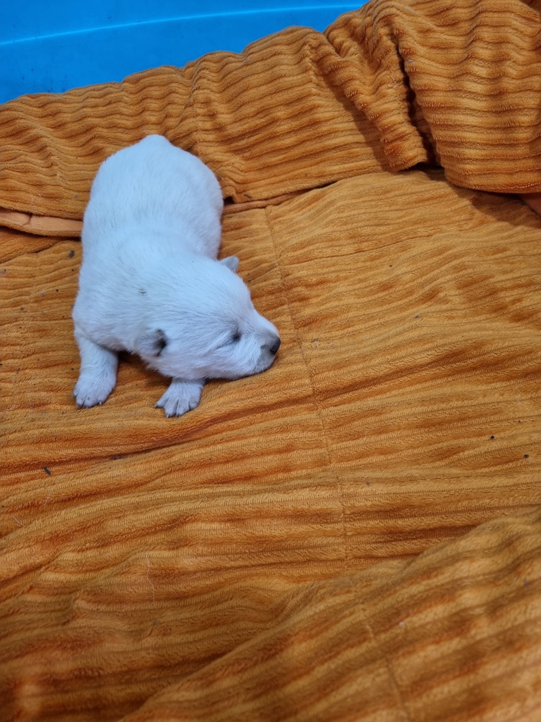 보호중 믹스견의 가…